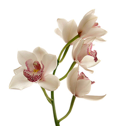 Orquídea Tailandesa