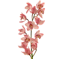 Orquídea Tailandesa