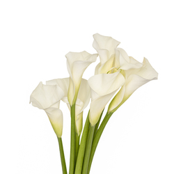 Callas