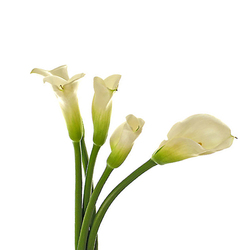 Callas
