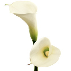 Callas
