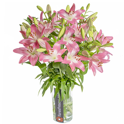 Lilium Oriental Rosa