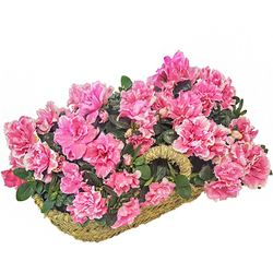 Cesta con Azaleas