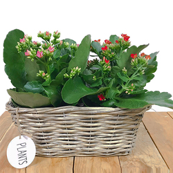Kalanchoes