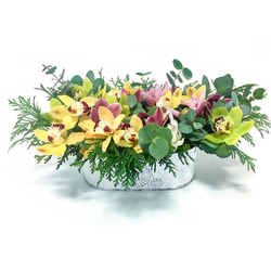 Comprar Orquídeas