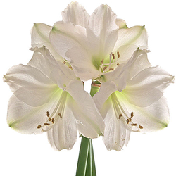 Amaryllis Blanco