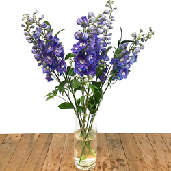 Delphinium