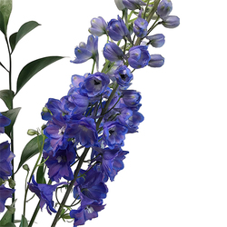 Delphinium