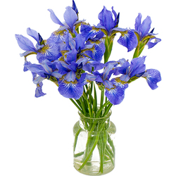 Iris azules