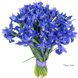 Iris azules