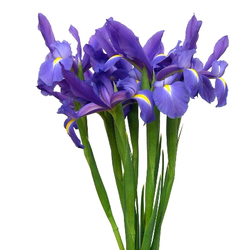 Iris azules