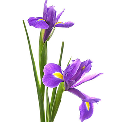 Iris azules