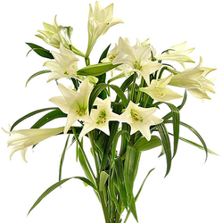 Azucena blanca