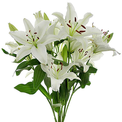 Lilium Oriental