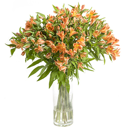 Alstroemerias