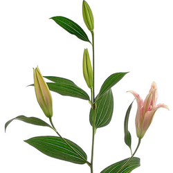 Lilium Rosa