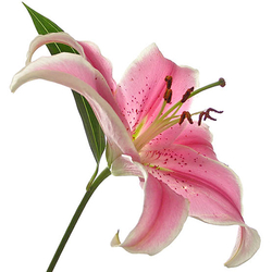 Lilium Rosa