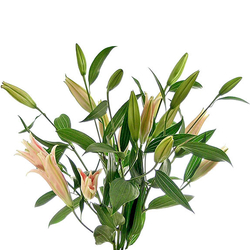 Lilium Rosa