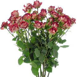 Rosas ramificadas