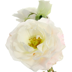 Rosas ramificadas