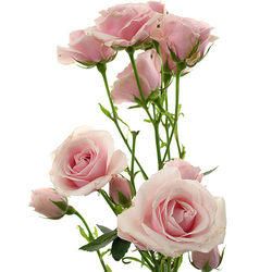 Rosas ramificadas
