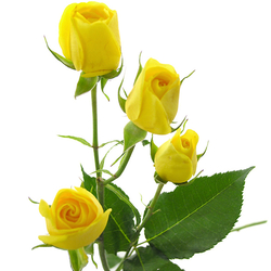 Rosas ramificadas