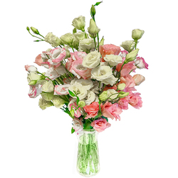 Lisianthus