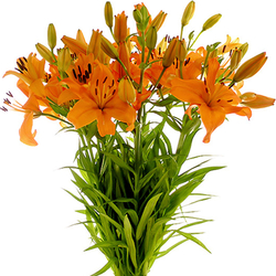 Liliums