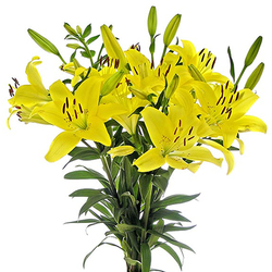 Liliums