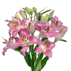Liliums