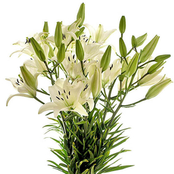 Liliums