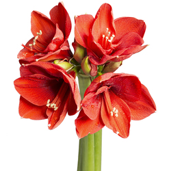 Amaryllis