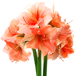 Amaryllis