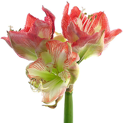 Amaryllis