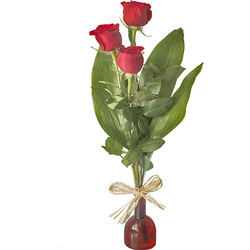 Rosas Rojas Tallo Largo