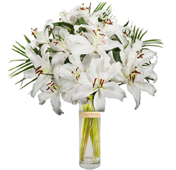 Lilium Oriental Blanco