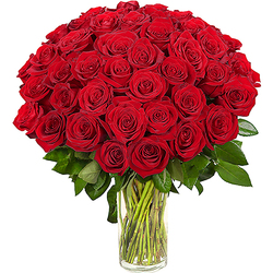Ramo 42 Rosas Rojas Tallo Largo