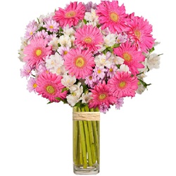 Multiflor Gerberas