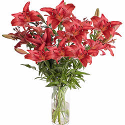 Ramo de Lilium rojo