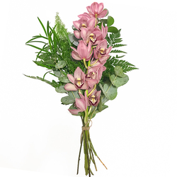Orquídea Tailandesa