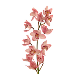 Orquídea Tailandesa