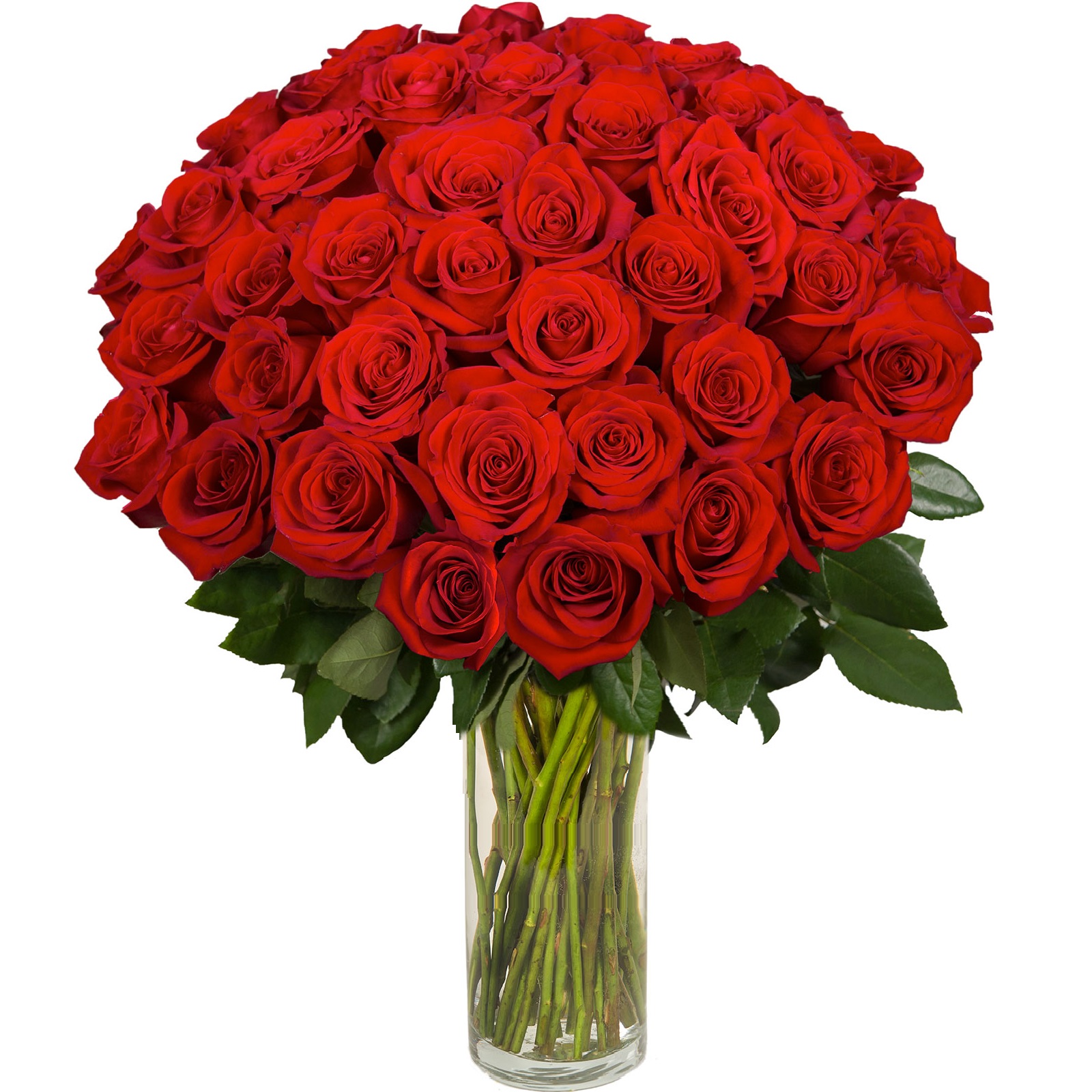 Imagenes De Un Flores | enviar 42 rosas rojas enviar rosas a domicilio Imagenes De Un Flores | enviar 42 rosas rojas enviar rosas a domicilio